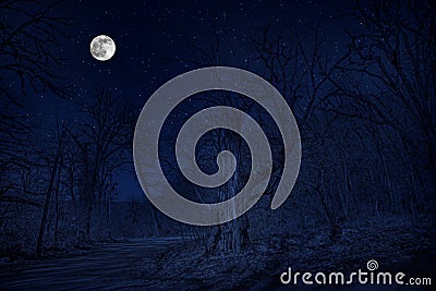 Forest in silhouette with starry night sky and full moon ,Halloween background. Spooky forest with full moon Stock Photo