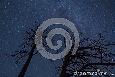 Forest silhouette under starry sky with milky way Stock Photo