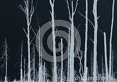 Forest siluetas Stock Photo