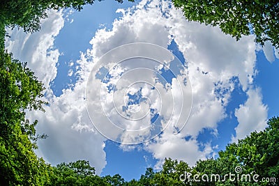 Forest sky wide angle tree, green Stock Photo