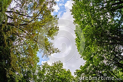 Forest sky wide angle tree, outdoor Stock Photo