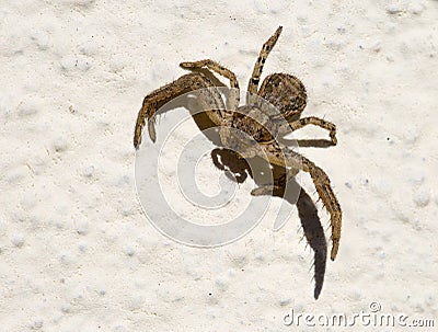 Xysticus spider Stock Photo