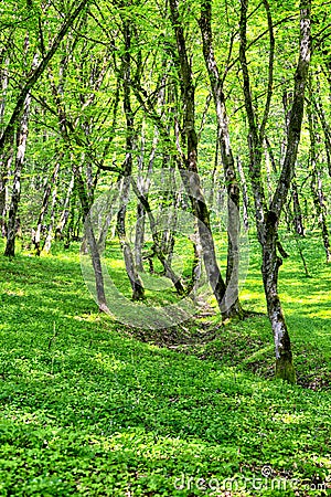 Forest in spring Stock Photo