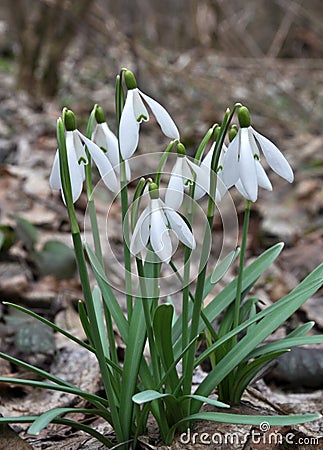 In the forest in spring snowdrops Galanthus nivalis bloom Stock Photo