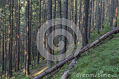 Forest of Spruce Trees illuminated by Sunbeams through Fog, a Carpet of Moss and stones covering the forest floor. Natural relict Stock Photo
