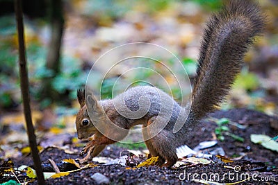 In the forest squirrel hides nuts for the winter. Stored Stock Photo