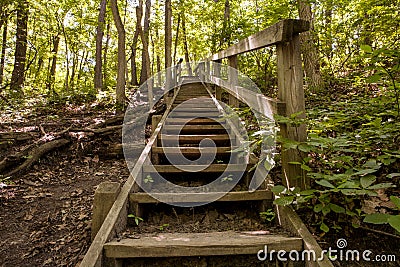 Forest Stairs Stock Photo