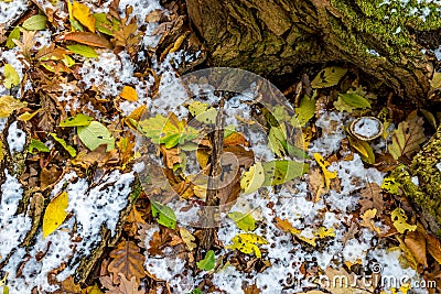 Forest still life, with early snow, and autumn foliage covered Stock Photo