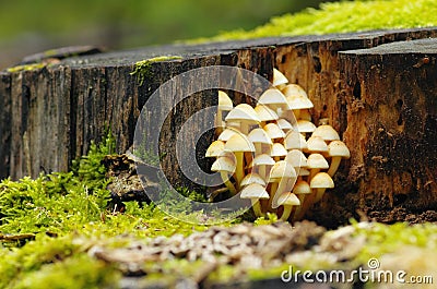 Forest still life with mushrooms Stock Photo
