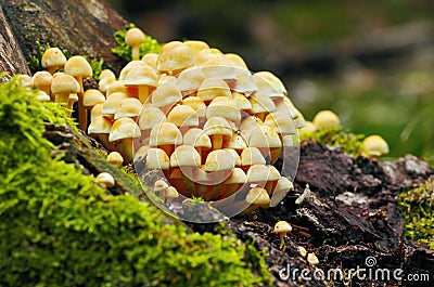 Forest still life with mushrooms Stock Photo