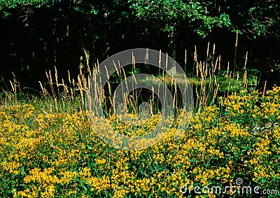 Forest still life in the summer Cartoon Illustration