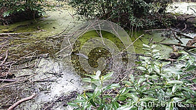 Forest Still Swamp Trees Plants Lake Water Stock Photo