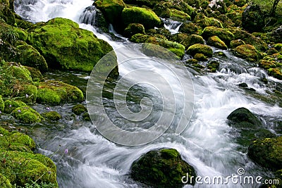 Forest Stream Stock Photo