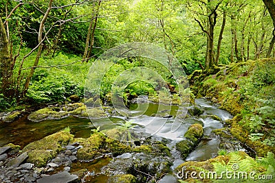 Forest stream Stock Photo