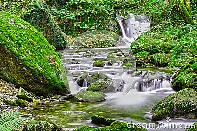 Forest stream Stock Photo