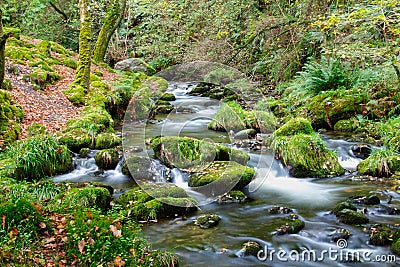 Forest stream Stock Photo