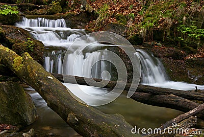 Forest Stream Stock Photo