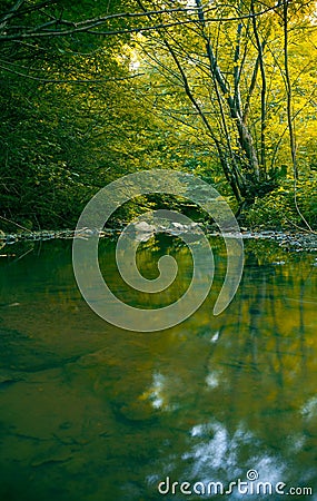 Forest stream Stock Photo