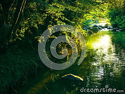 Forest stream Stock Photo