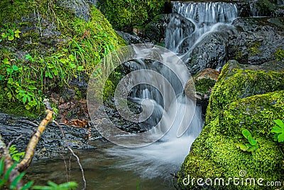 Waterfall among mossy rocks and greenery. Mountain river on summer day. Nature landscape with Stock Photo