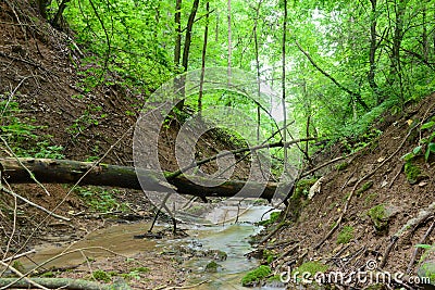 stream in the ravine of the green forest Stock Photo