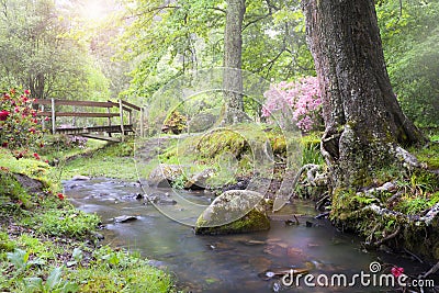 Forest stream and wooden bridge Stock Photo