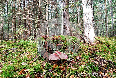 Forest with stump and mushrooms autumn view Stock Photo