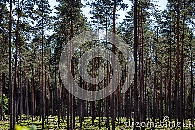 many pine tree trunks Stock Photo