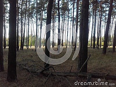 Forest, Sunlight, Natur Stock Photo