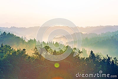 Forest at Sunrise Stock Photo