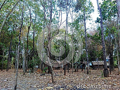 Forest, tall trees, overgrown forest, peaceful, simple, hut Stock Photo