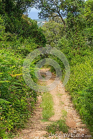 Forest trail in Cercal Stock Photo