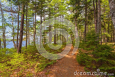 Forest Trail Stock Photo