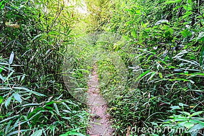 Forest trail pathway for running in national park Stock Photo