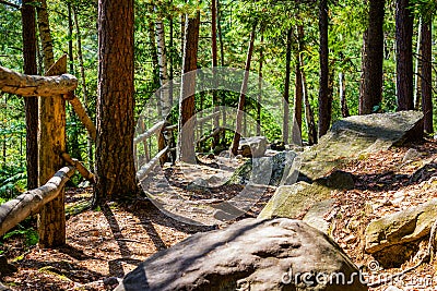 Forest trail road landscape photo sunny day Stock Photo