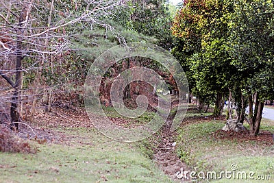 Forest with a trail tree Stock Photo