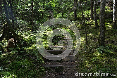Forest trail with wooden steps Stock Photo