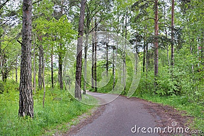 Forest trails on Uppsala Sweden. Stock Photo