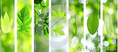 Forest travel collage divided by white lines, bright segments with white light style Stock Photo