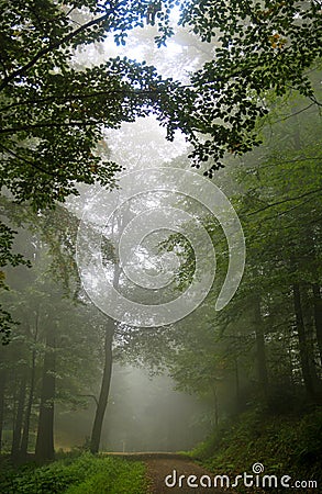 Forest tree alley engulfed in deep mist Stock Photo