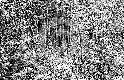 forest tree trunks and foliage shoot on black and white film wit Stock Photo