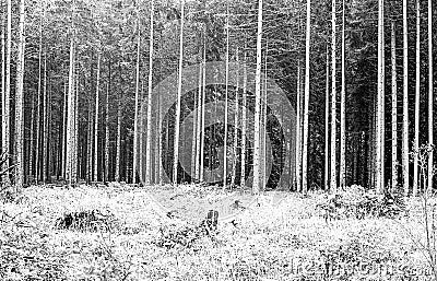 forest tree trunks and foliage shoot on black and white film wit Stock Photo