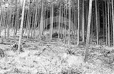 forest tree trunks and foliage shoot on black and white film wit Stock Photo