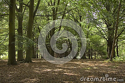 Forest trees Stock Photo