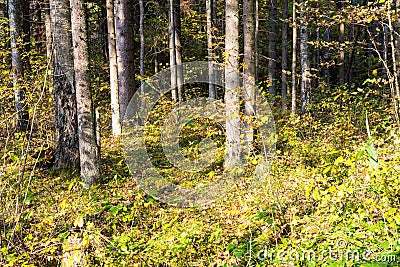 Forest trees in autumn colors in countryside Stock Photo