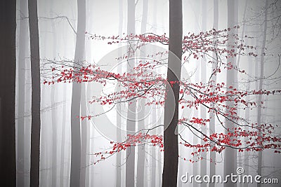 Forest, trees, bare trunks, fog, mist in the background, orange leaves on the branches Stock Photo