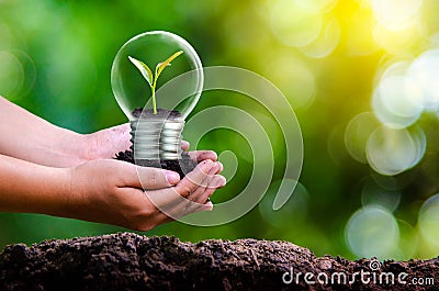 The forest and the trees are in the light. Concepts of environmental conservation and global warming plant growing inside lamp bul Stock Photo