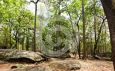 Forest of trees in the national park Stock Photo