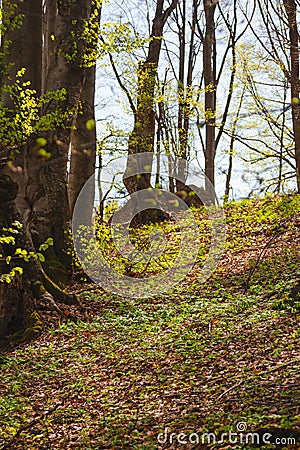 Forest trees and sky in a sunny day. Stock Photo