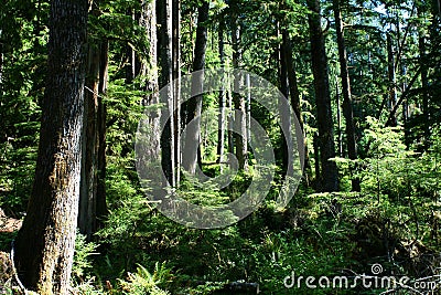 Forest trees stand in shafts of sunlight Stock Photo